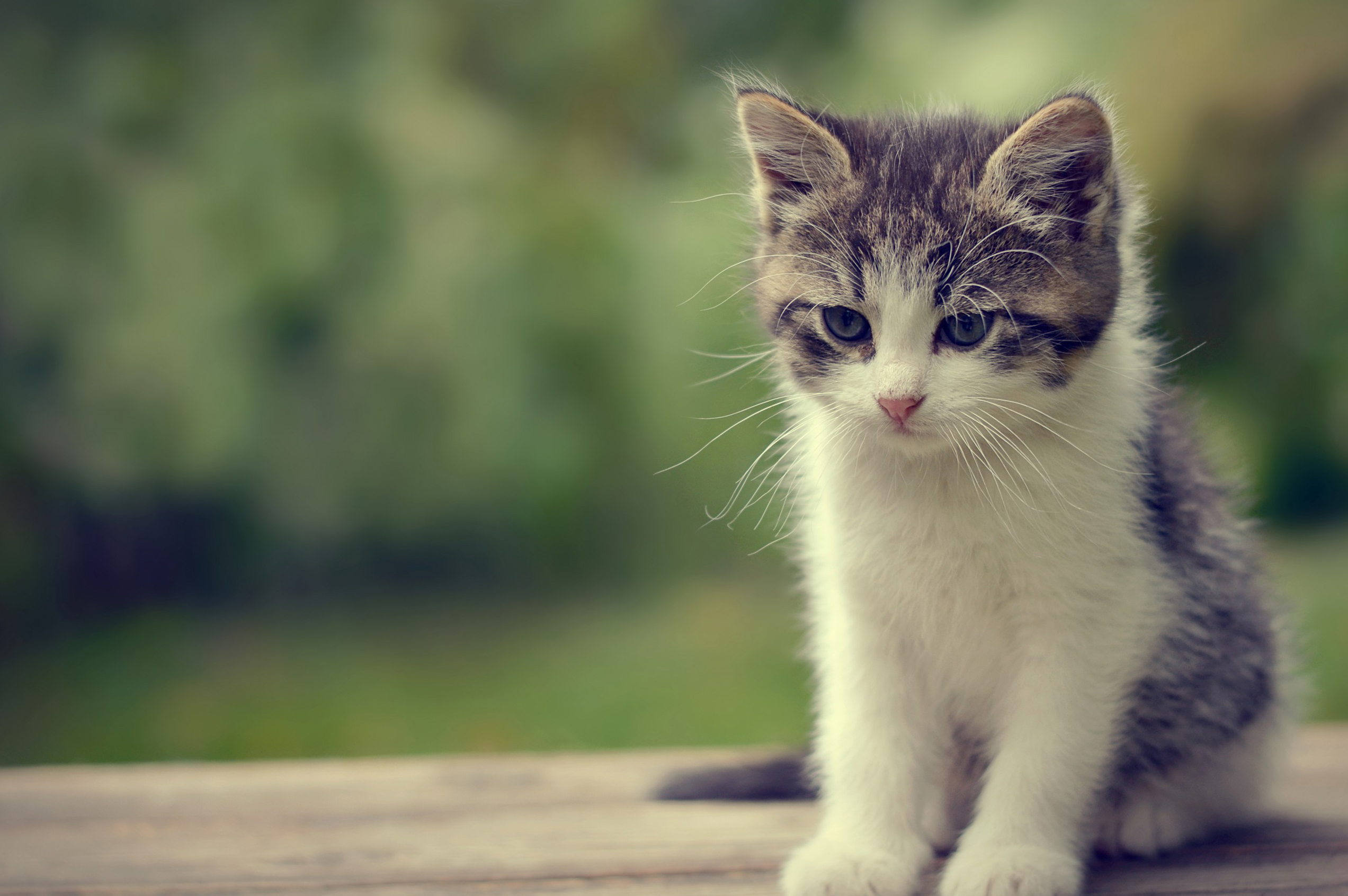 Cute Cat Wallpapers 35 Cute Cat Images and Wallpapers for