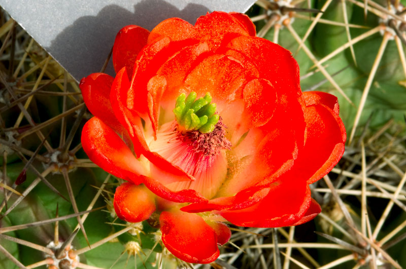 Cactus Flower From March Color Reference Working Copy