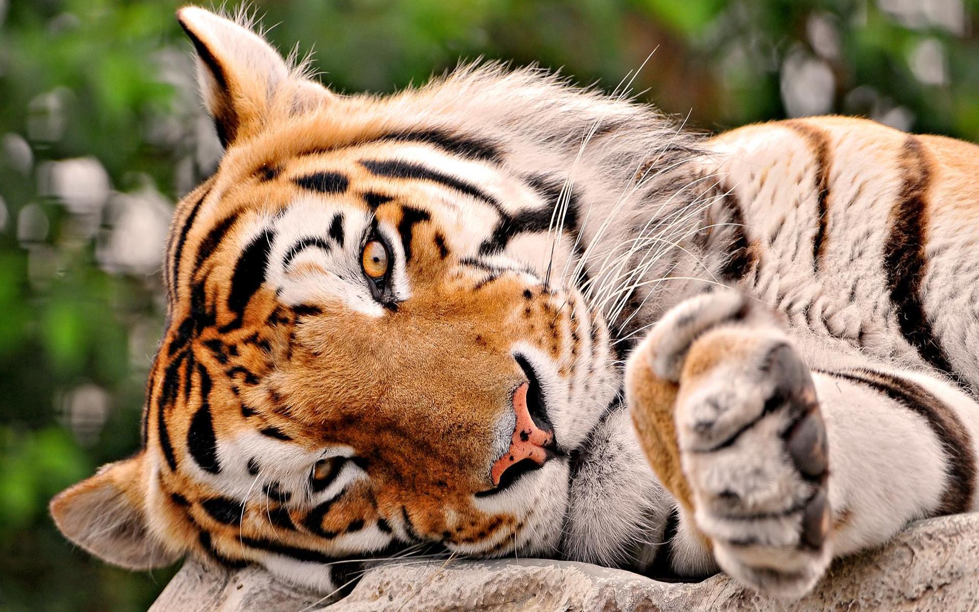 Nice And Cute Tiger Wallpaper HD