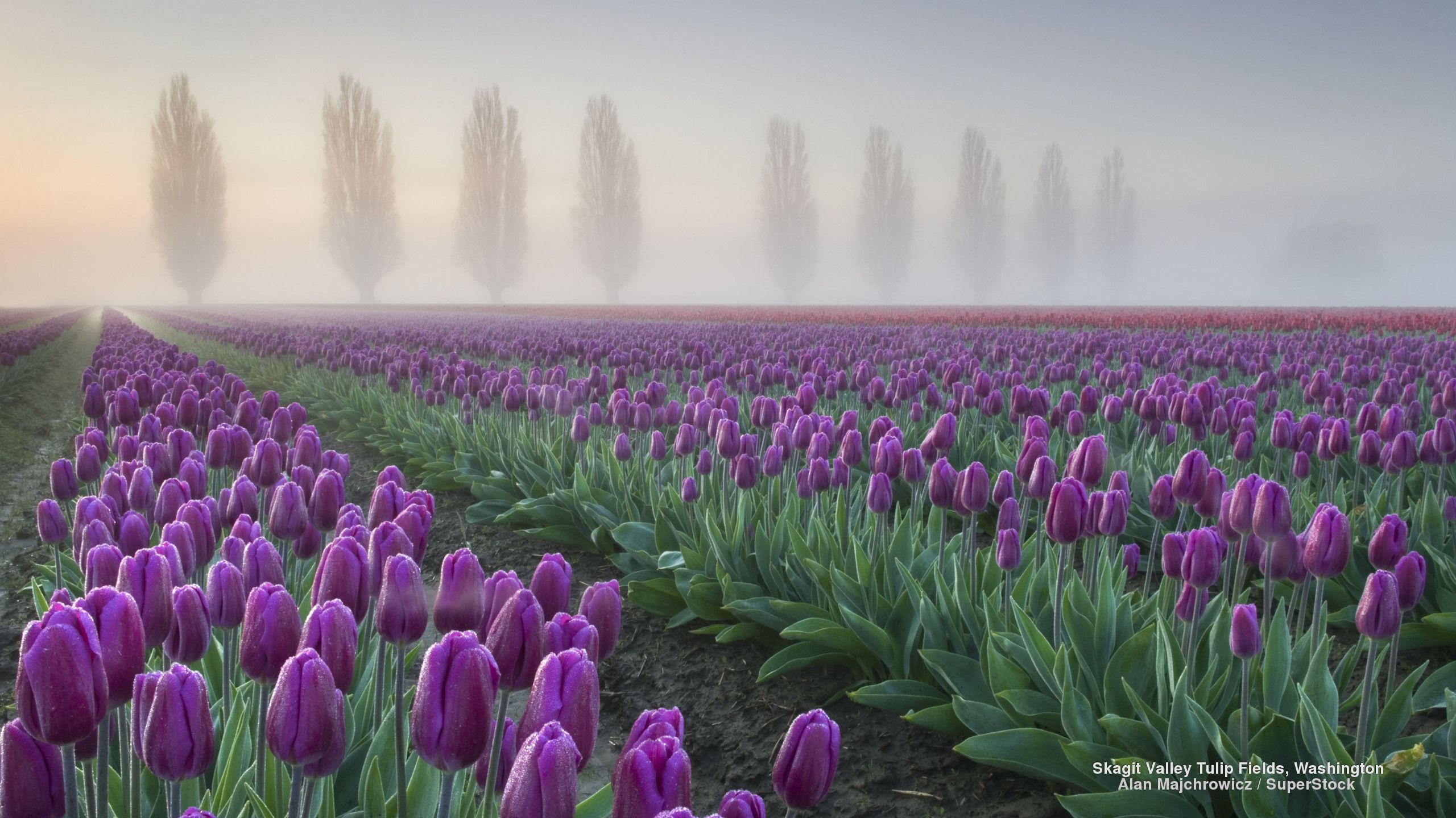 Skagit Valley Tulip Fields Washington Nature