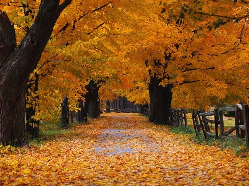 Beautiful Fall Wallpaper Autumn