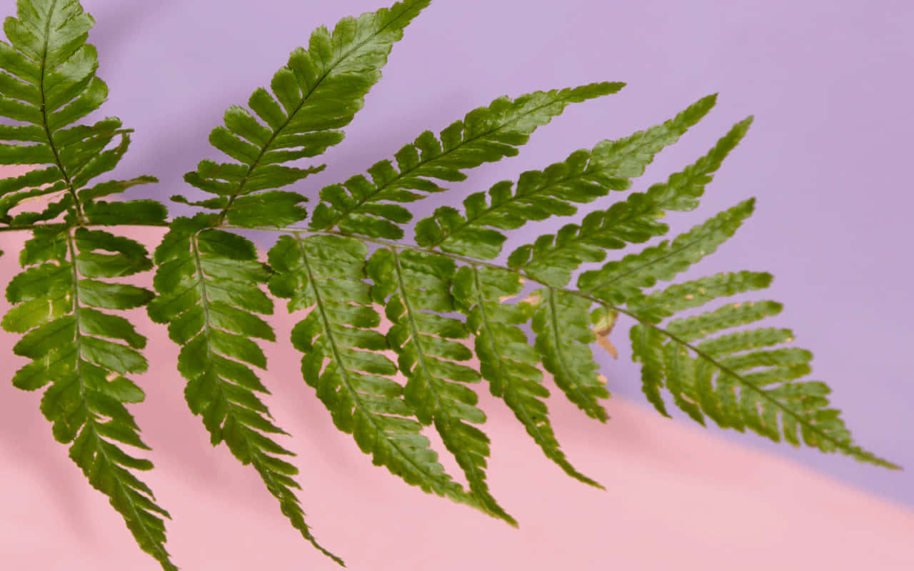 Green Aesthetic Wallpaper