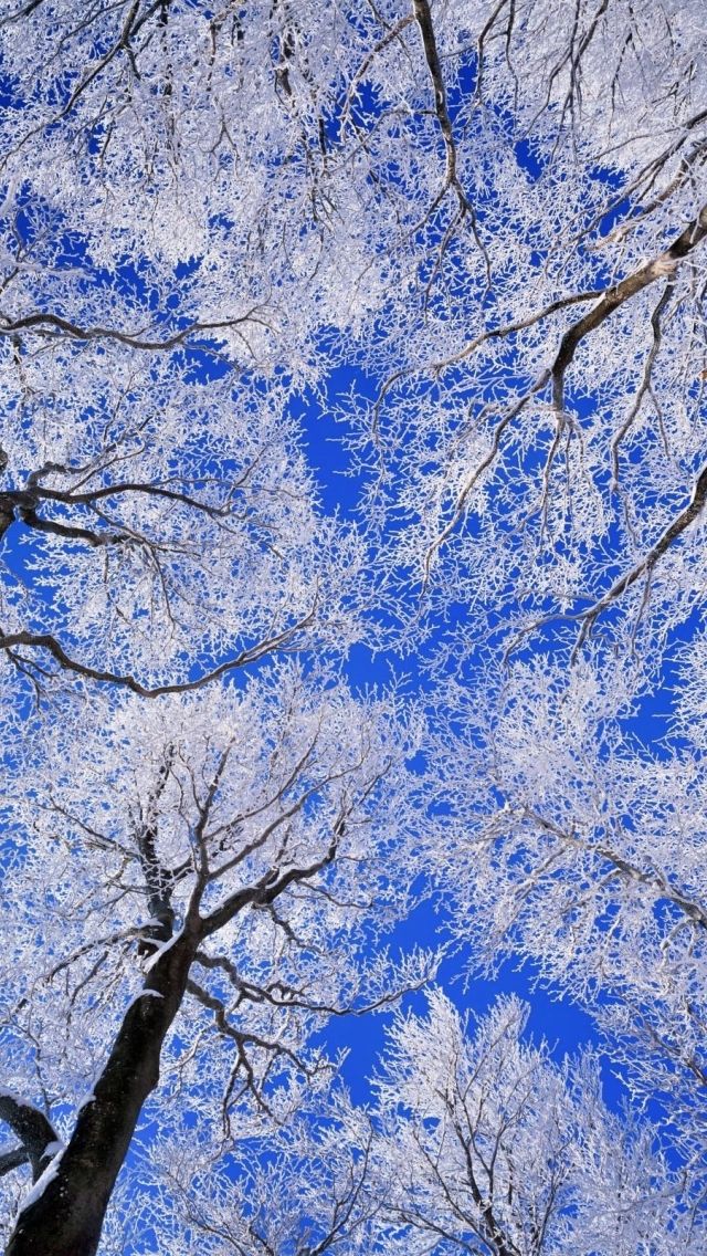 Winter Wallpaper iPhone