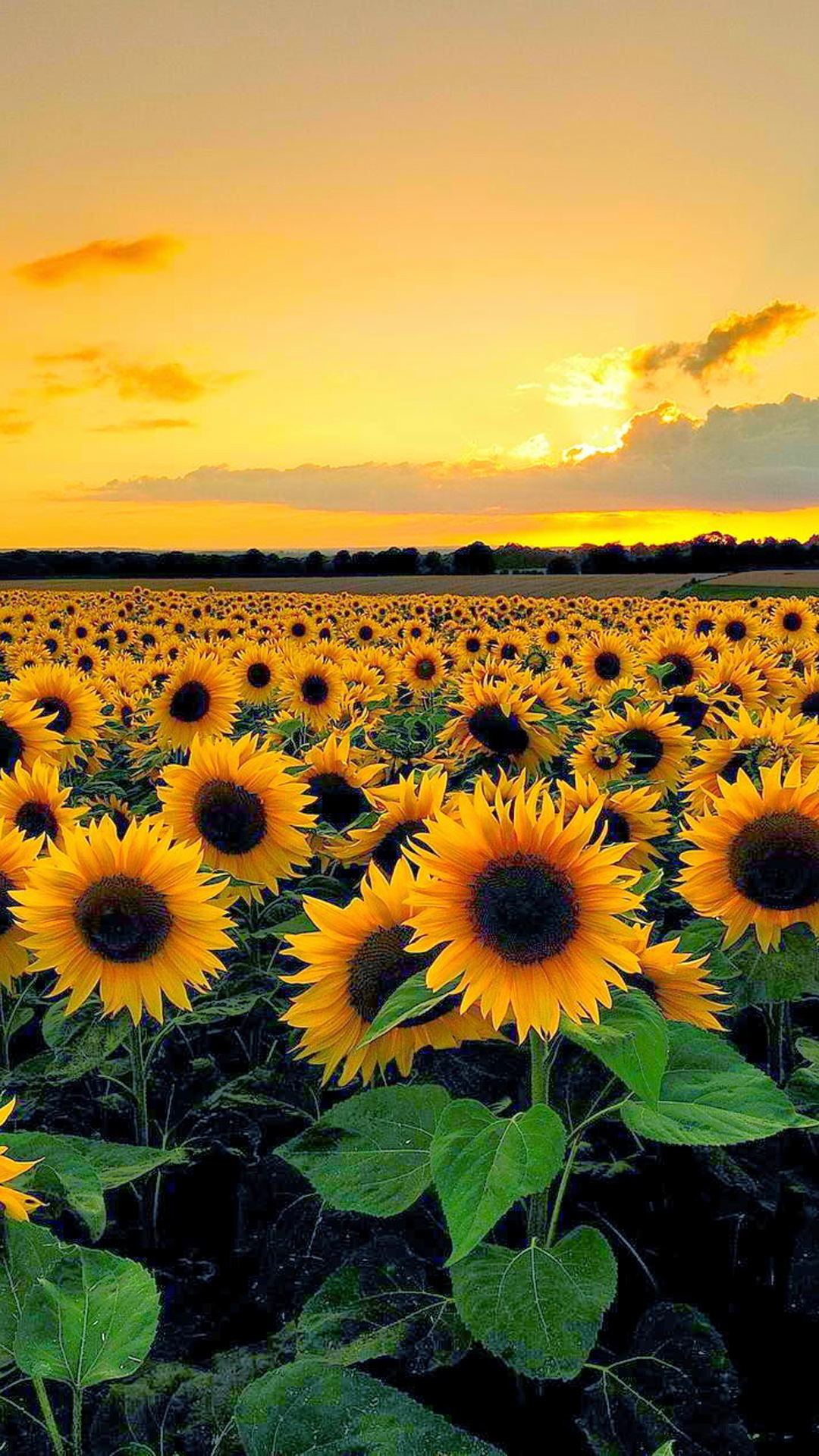 Sunset From Sunflower Field
