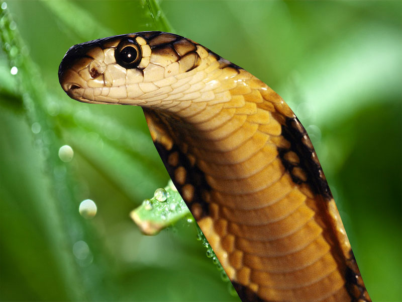 King Cobra Wallpaper HD And Background