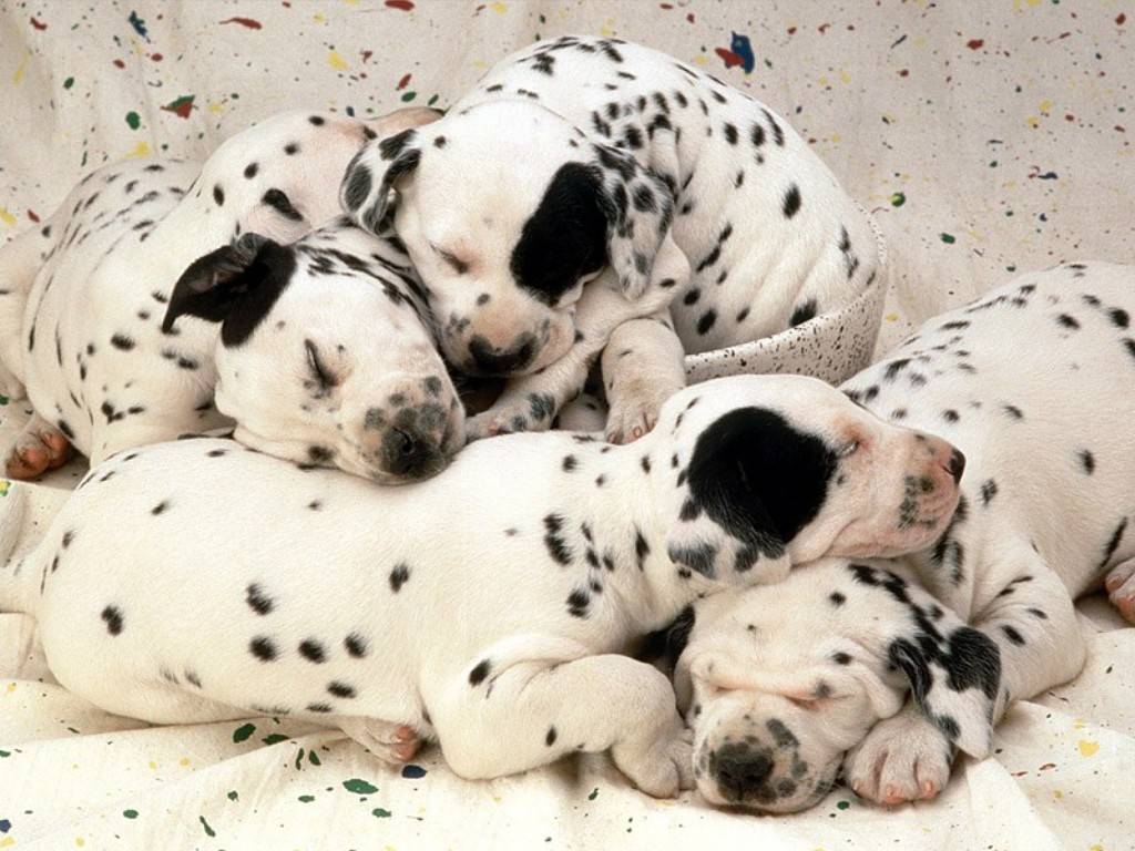 Dalmatian Puppies Desktop Wallpaper