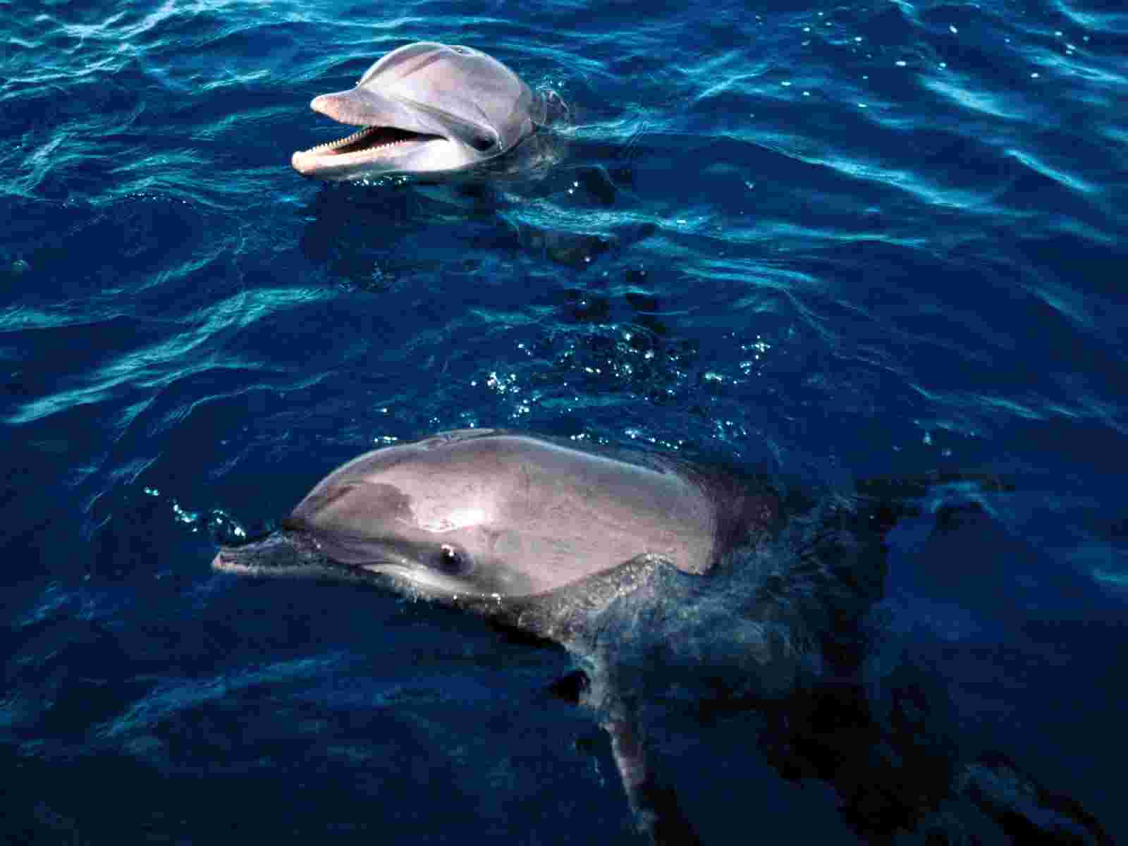 Honduras Wallpaper Dolphins Nature Collection
