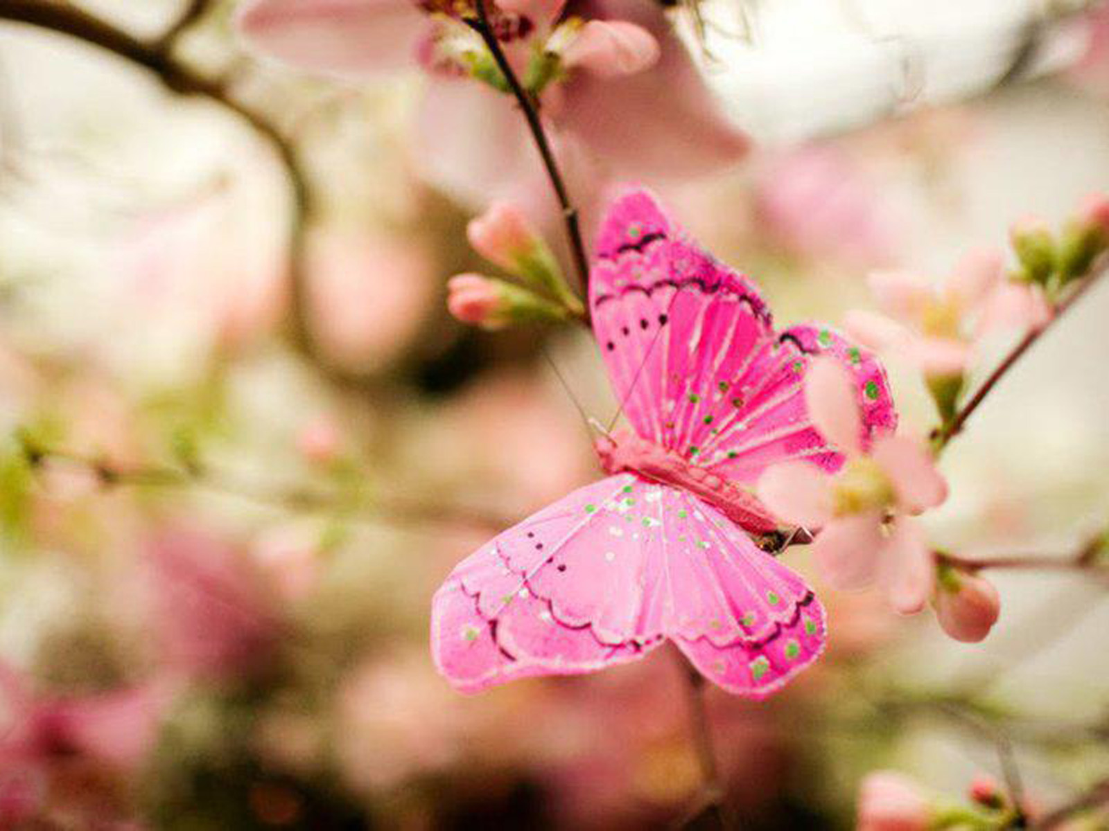 Pink Butterfly Background