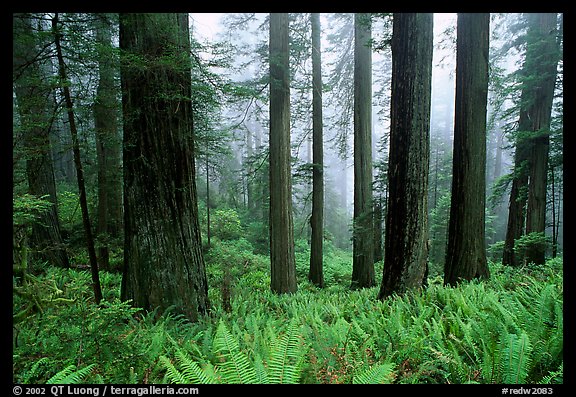 Redwood Forest Wallpaper Large Ferns And Fog