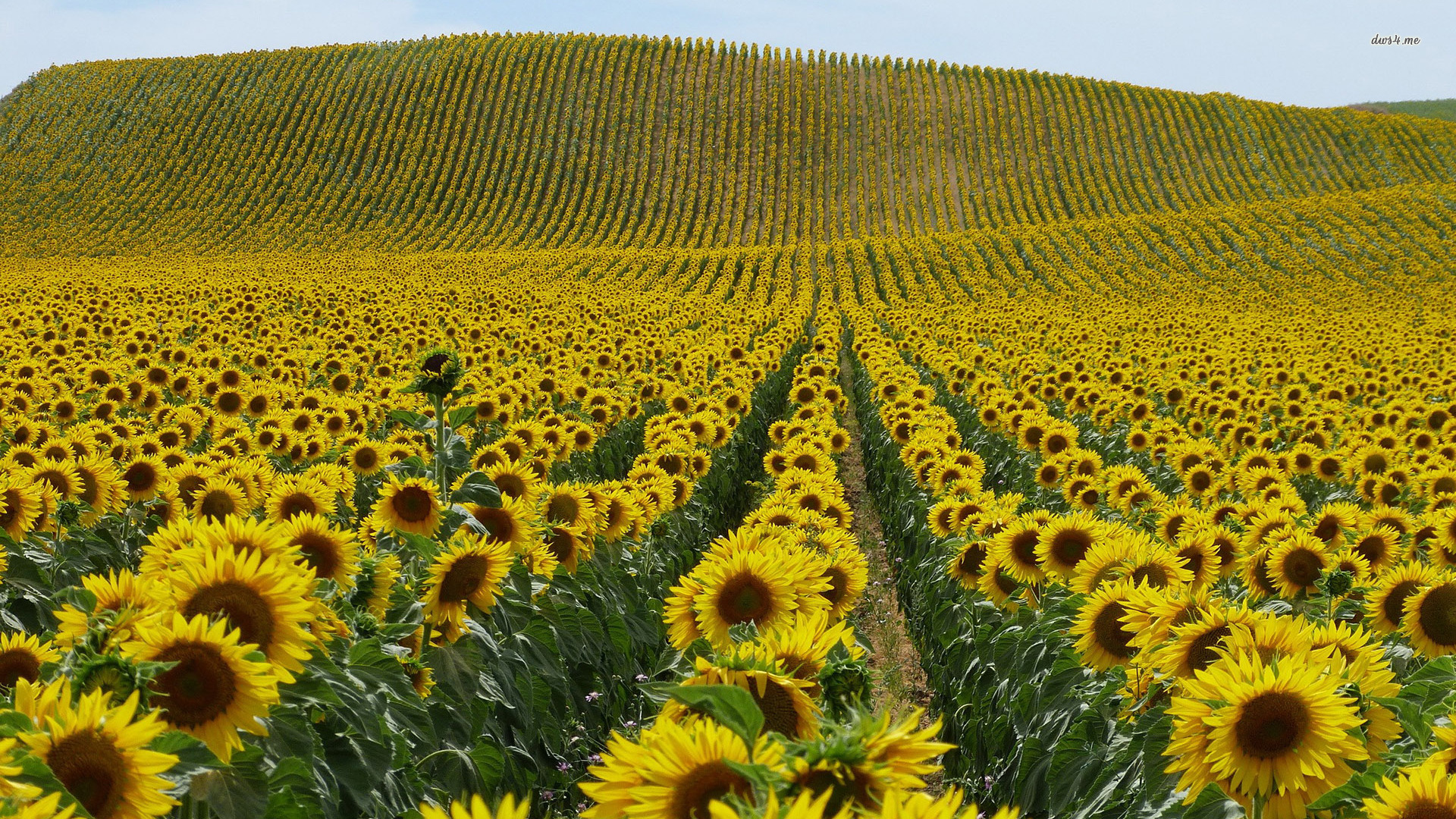 Sunflower Field Wallpaper 4k