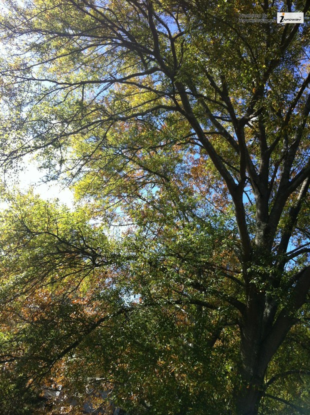 Fall Tree Photo Of Phombo