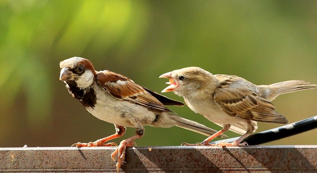 House Sparrow Feeding The Juvenile HD Desktop Mobile
