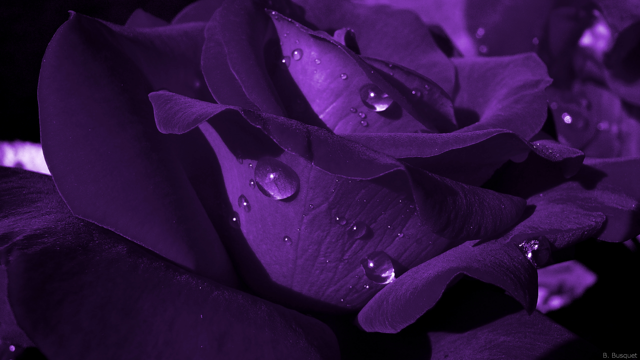 Purple Rose Wallpaper Wide Bhstorm