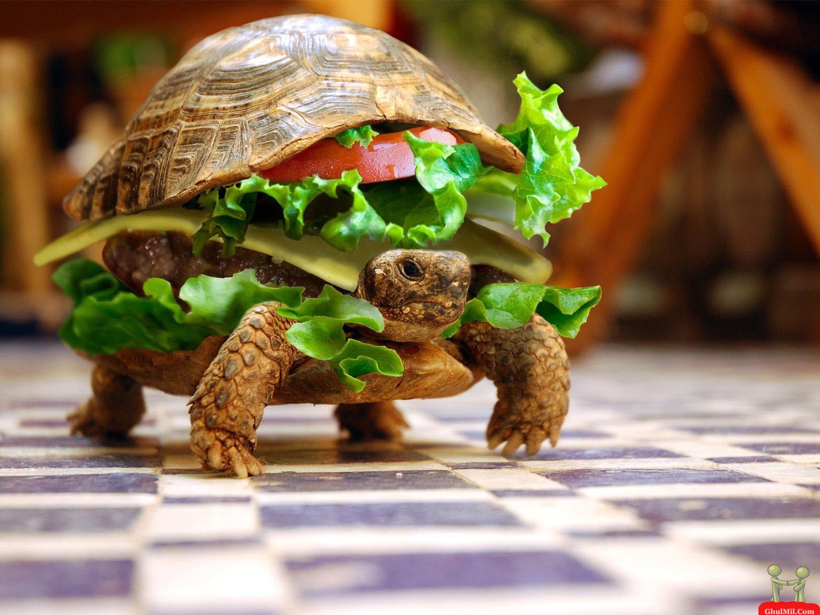 Pak World Fun Fresh Live Turtle Burger Wallpaper Very Funny Hung Out