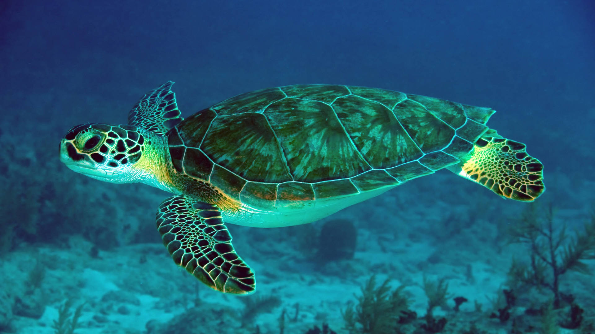 Cute Turtle Wallpaper