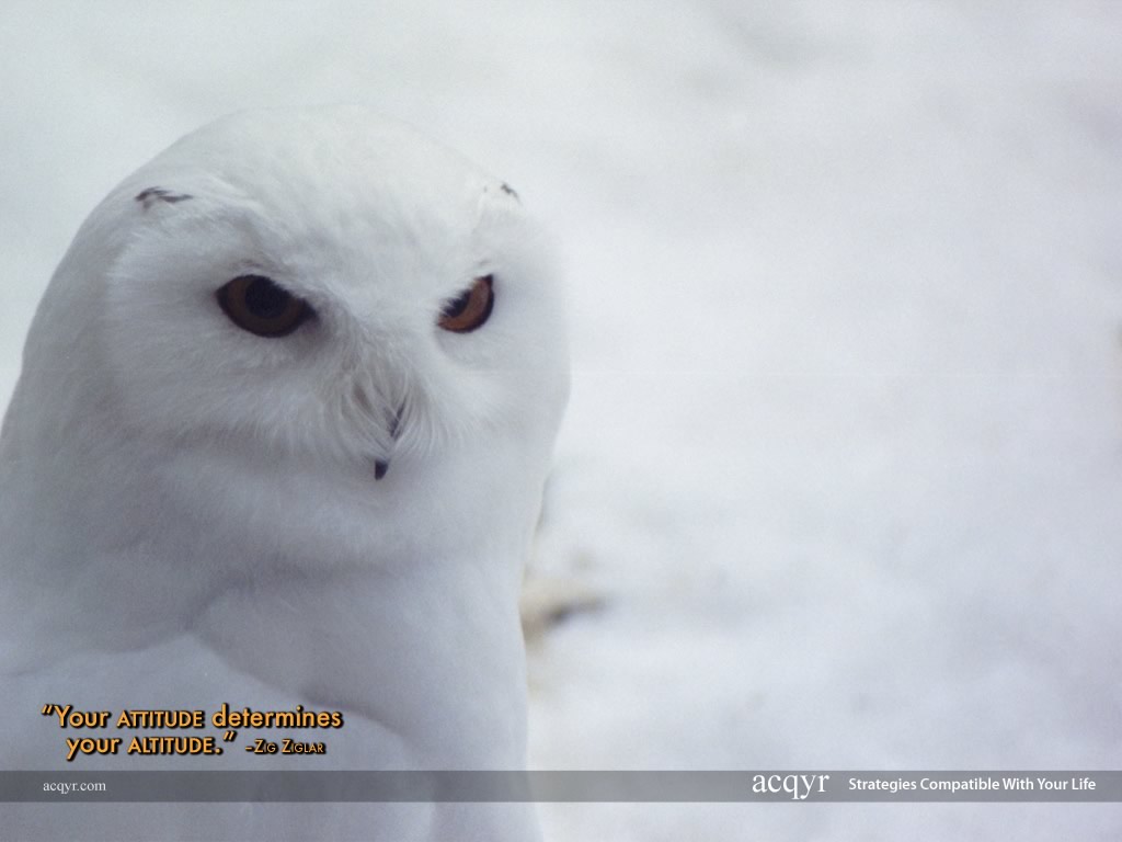 White Owl Winter Scene Desktop Wallpaper