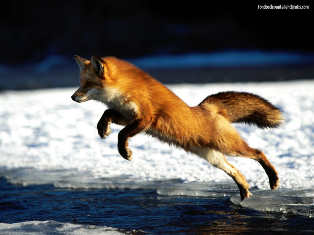 Descargar Imagen Fox Wallpaper Animal HD Widescreen Gratis
