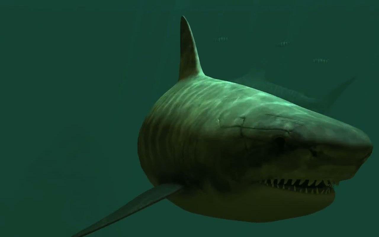 Tiger Sharks live wallpaper   screenshot 1280x800