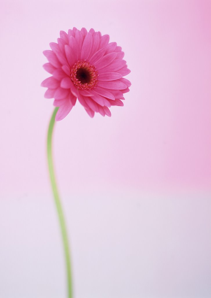 Vertical Background Photo With A Black Hand Which Is Holding A Flower Stock  Photo - Download Image Now - iStock