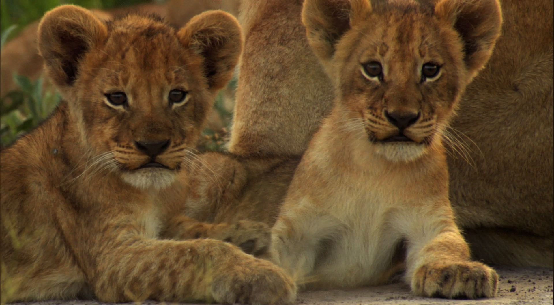 Lion Cubs Wallpaper Click Picture For High Resolution HD