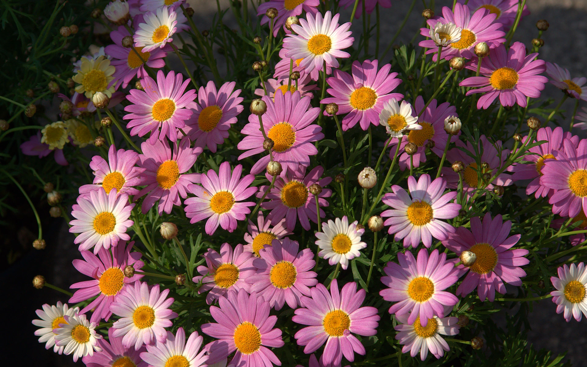 pink daisy hd wallpaper for your desktop background or desktop 1920x1199