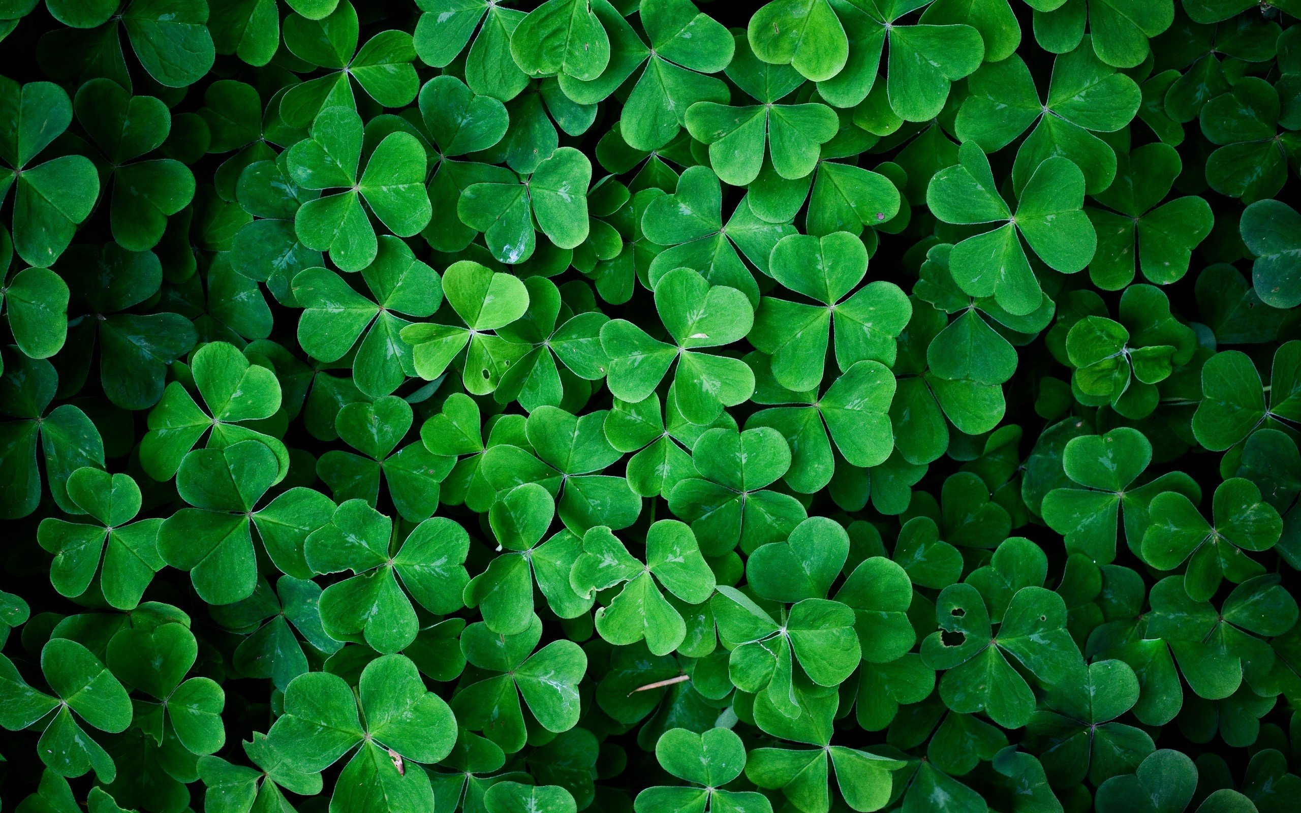 Real Shamrock Background Ing Gallery