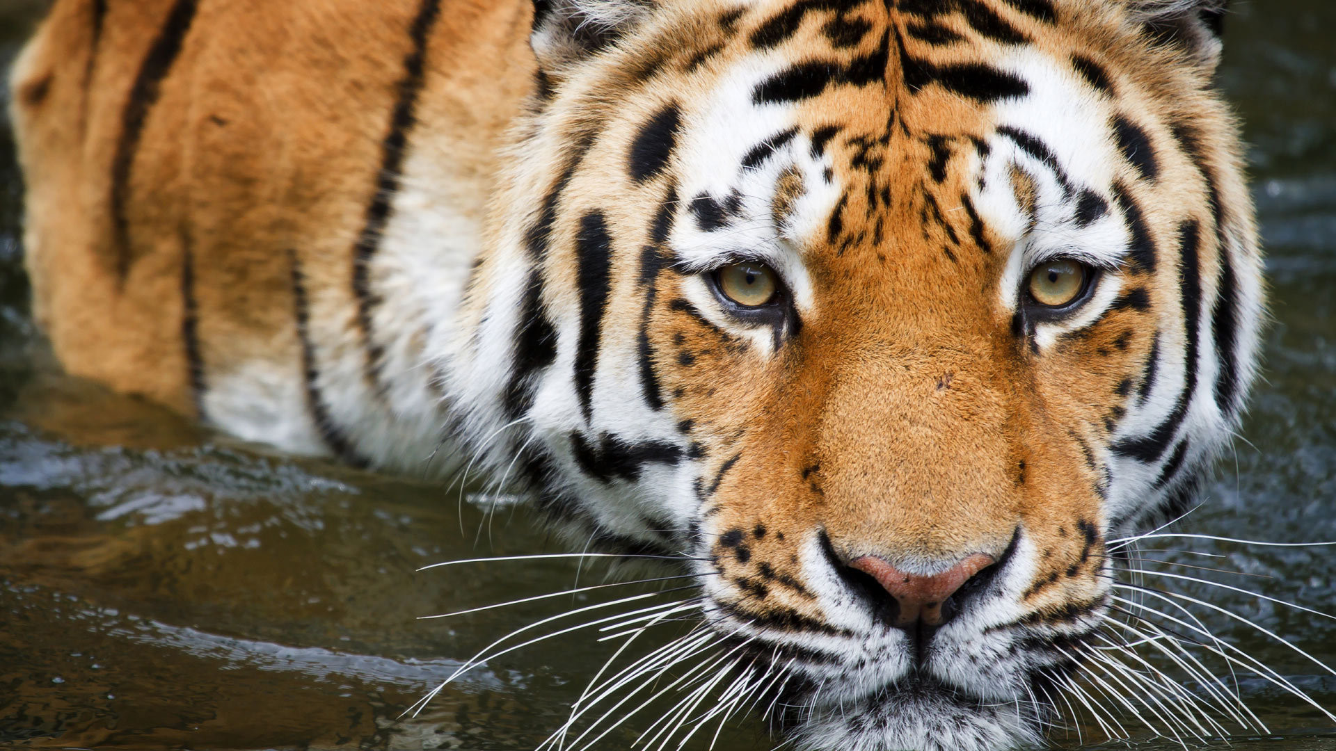 A majestic tiger wading through shallow water, its intense gaze fixed forward