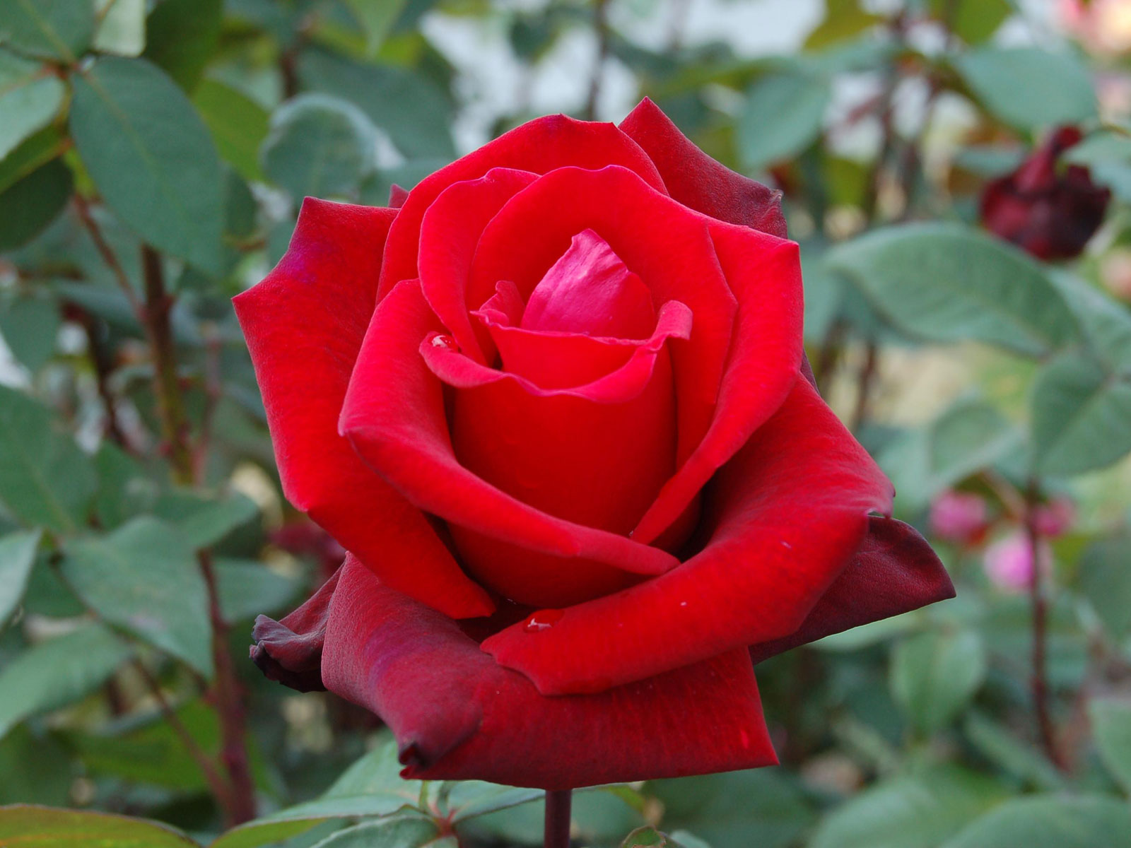 Amazingwallpaper Red Rose For You Abd Best Friend