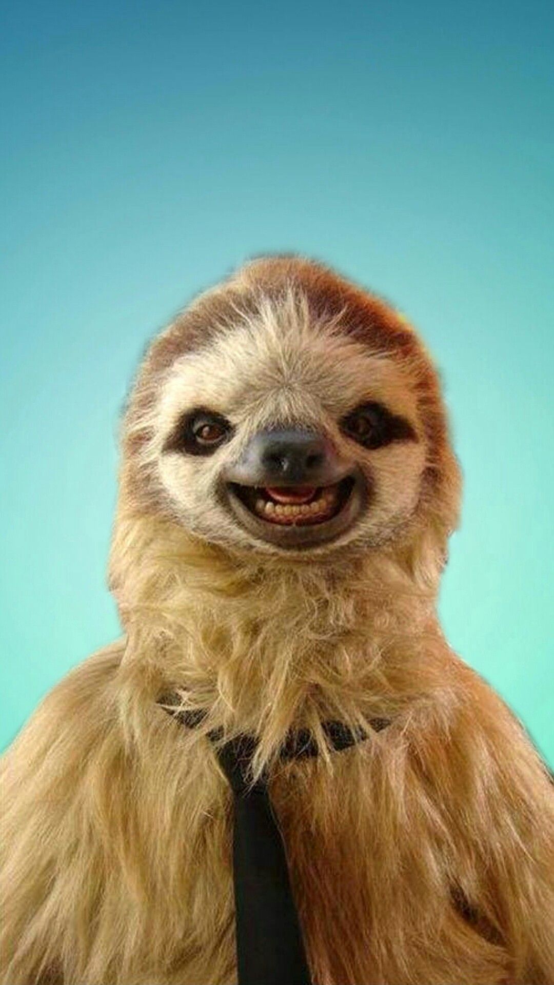Best Of Sloth Wallpaper Phone Sloths Funny Cute Baby