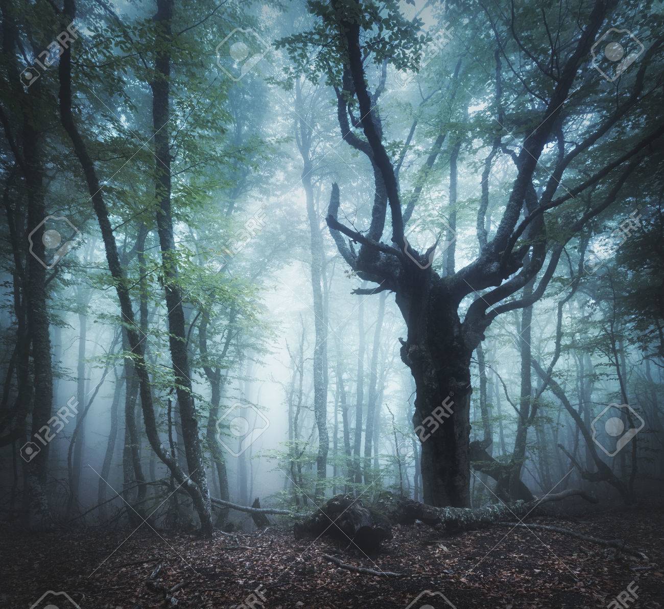 Dark Forest In Fog Enchanted Old Tree Scary Autumn Forest In Fog