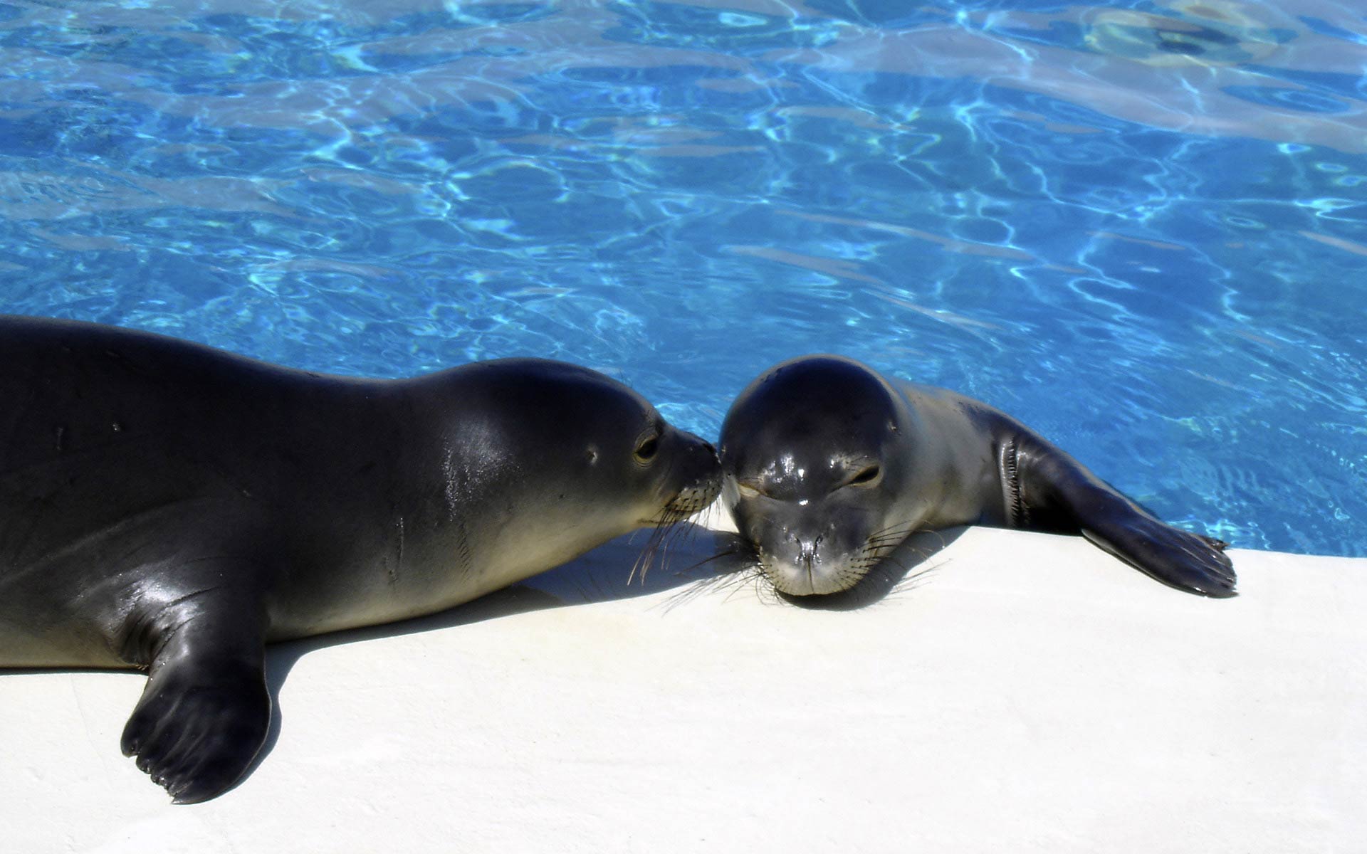 Monk Seal Wallpaper