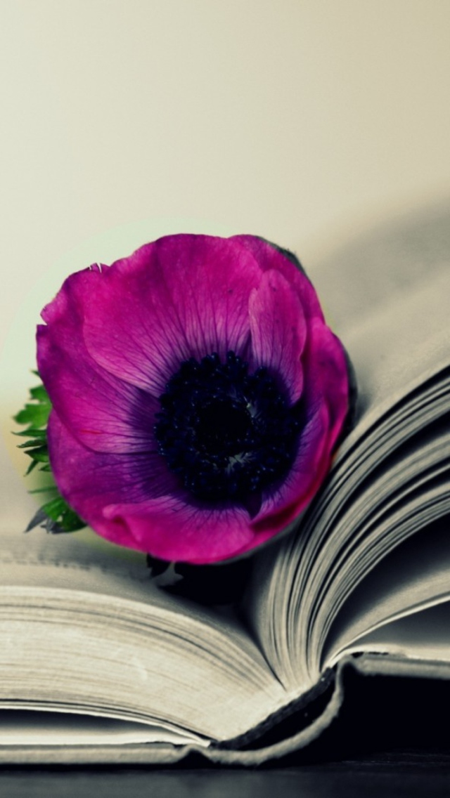 Purple Flower On Open Book Wallpaper For iPhone 5s