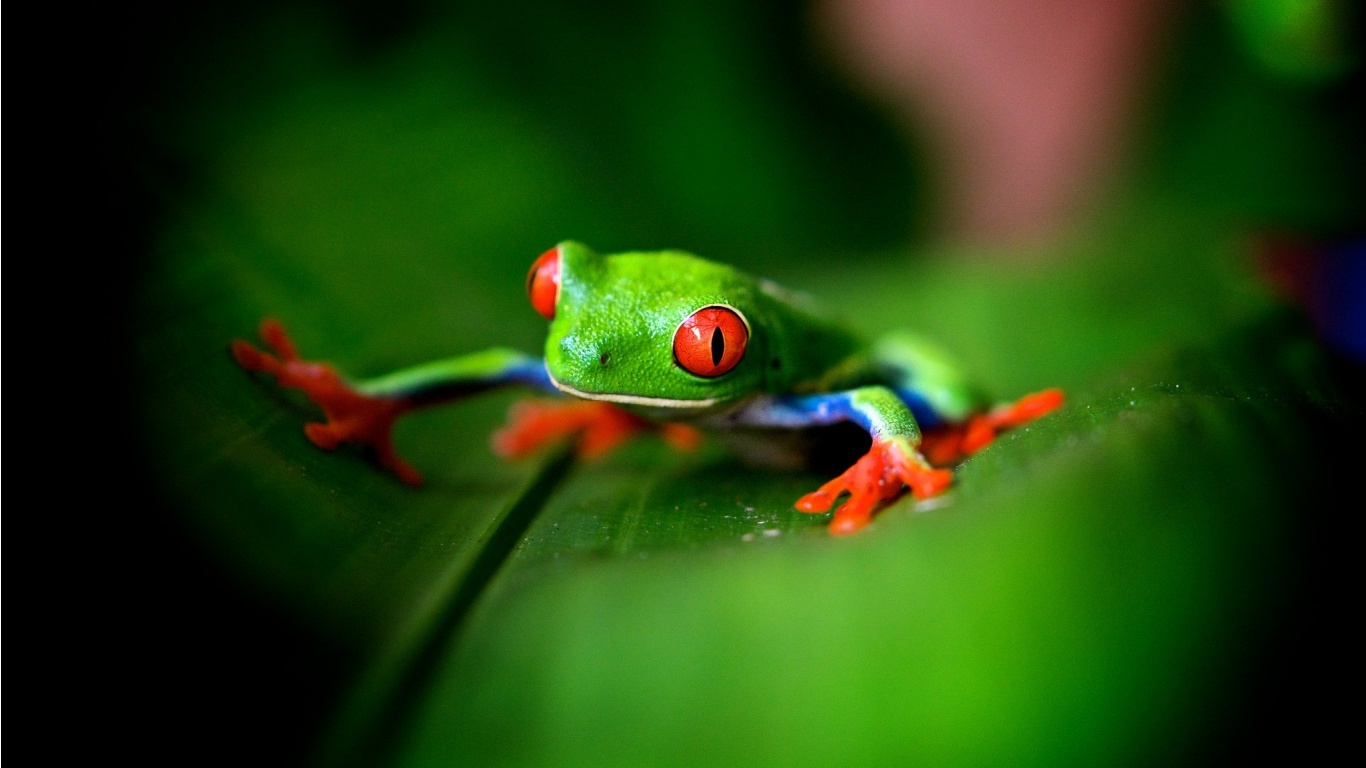 Cute Green Frog Wallpapers   1366x768   197221