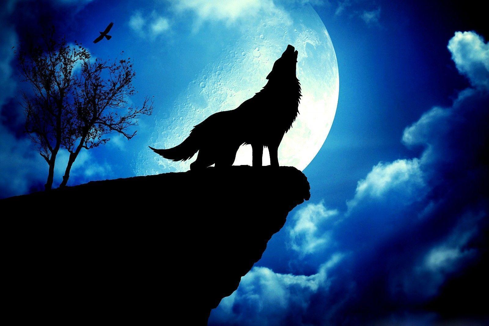 White Wolf Howling At Moon Wallpaper Image Amp Pictures Becuo