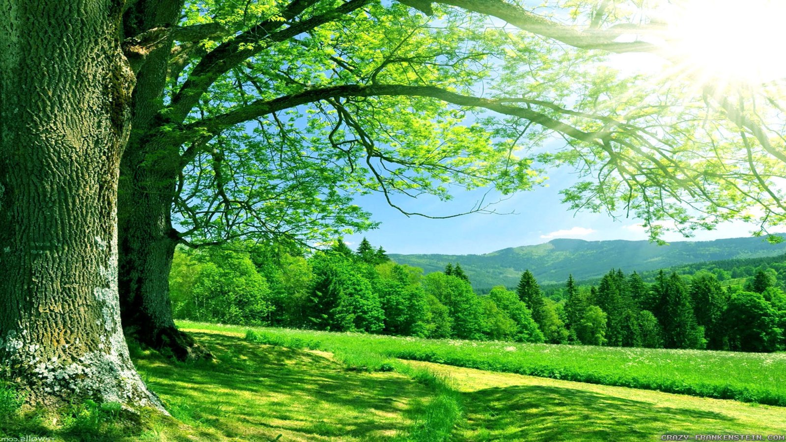 HD Wallpaper Of Nature