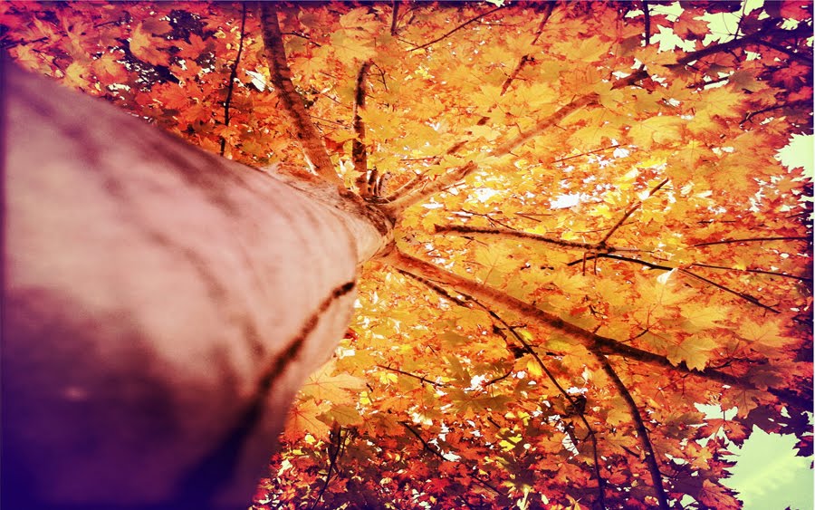 Gizmodo S Fall Leaves Photo Challenge Capturing The Essence Of