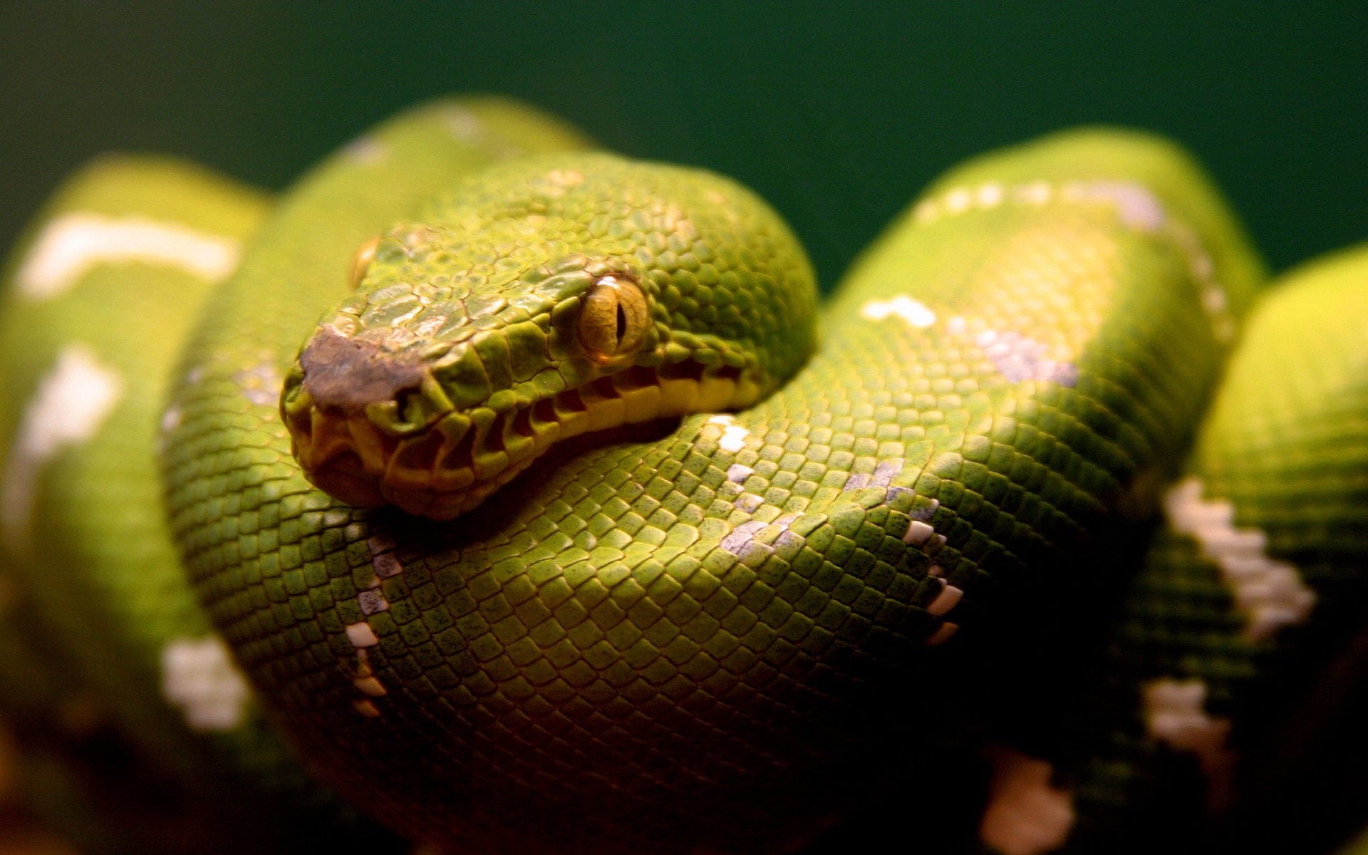 Green Snake Wallpapers HD Wallpapers