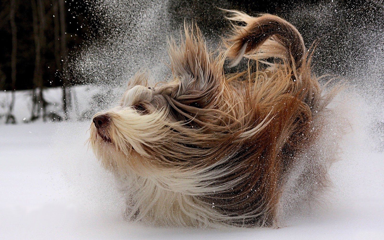 HD Animal Wallpaper Of A Dog Playing In The Snow