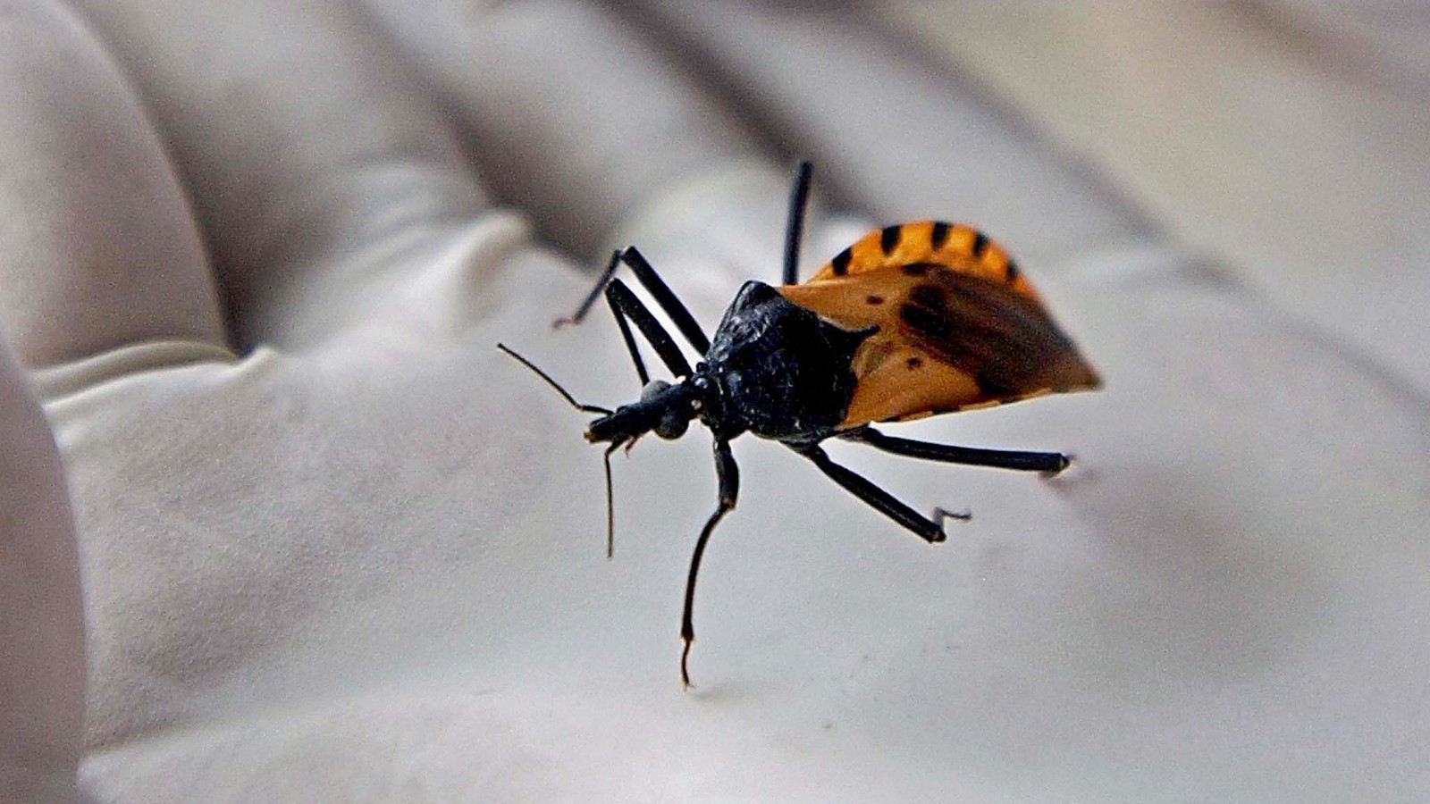 Kissing bug disease more deadly than thought   CNN