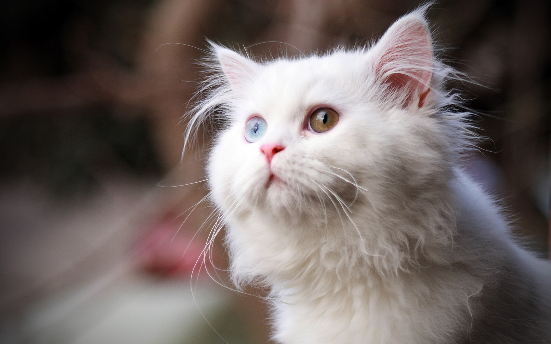 White Cat Wallpapers HD Wallpapers