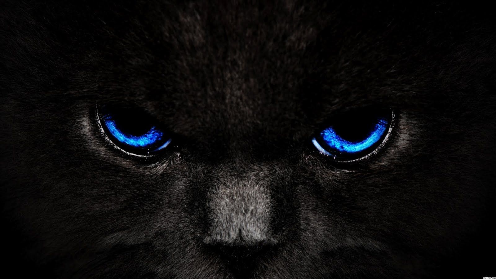 Black And Blue Background Wallpaper Cat Eyes