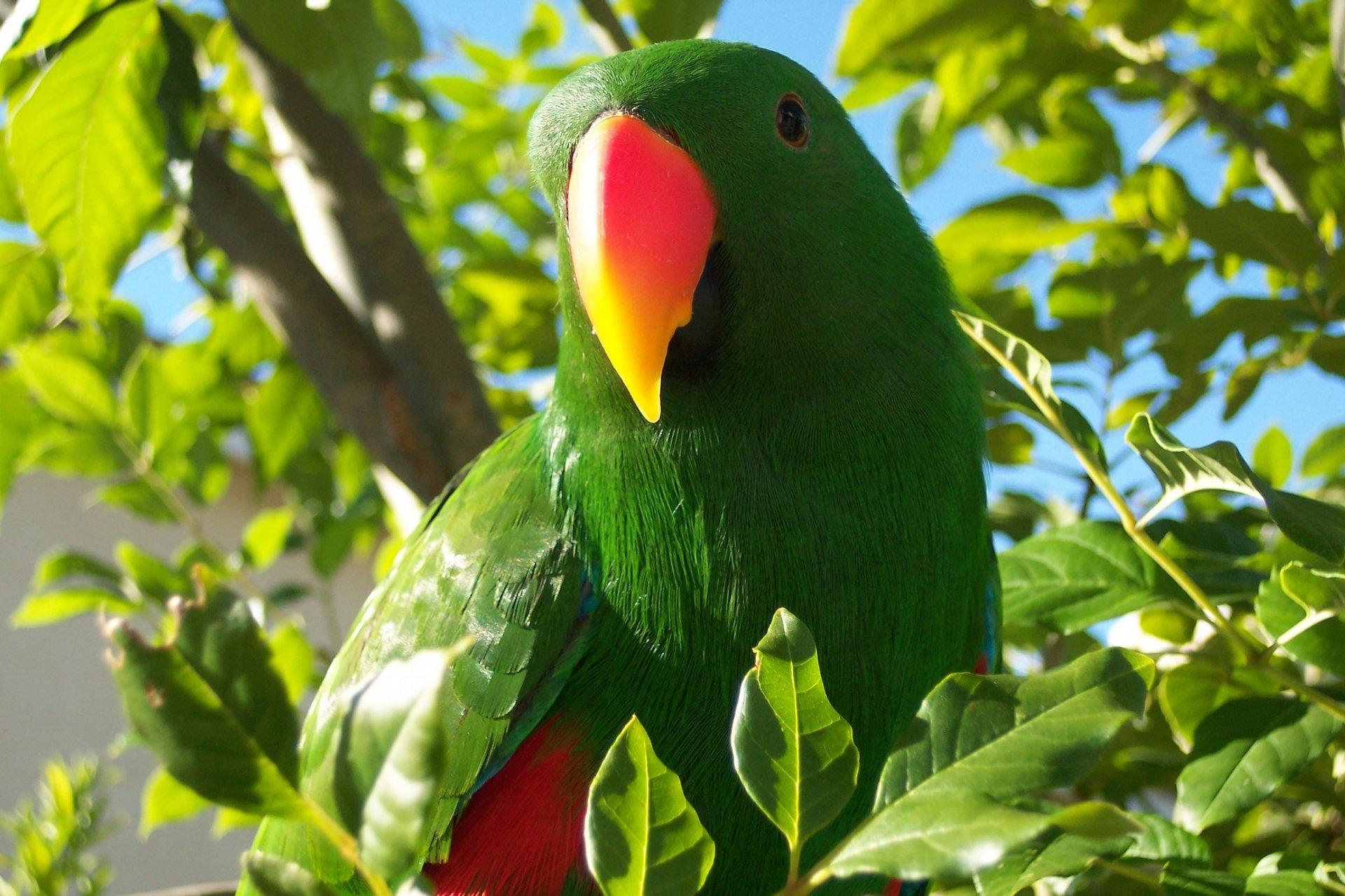 Eclectus Parrot HD Wallpapers and Backgrounds