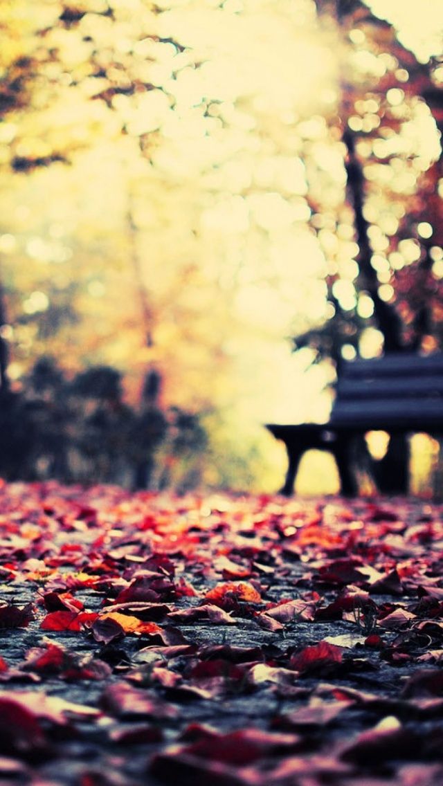 Autumn Leaves Park Bench iPhone Wallpaper Cool Background