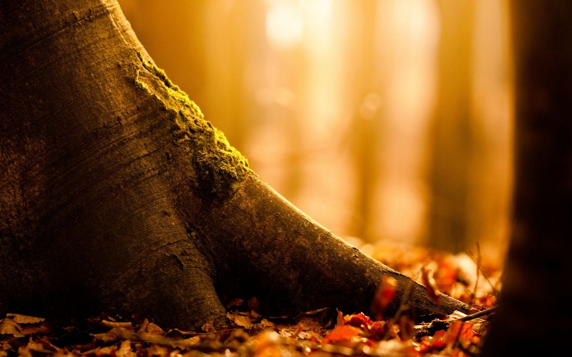 Autumnal Tree Roots Wallpaper