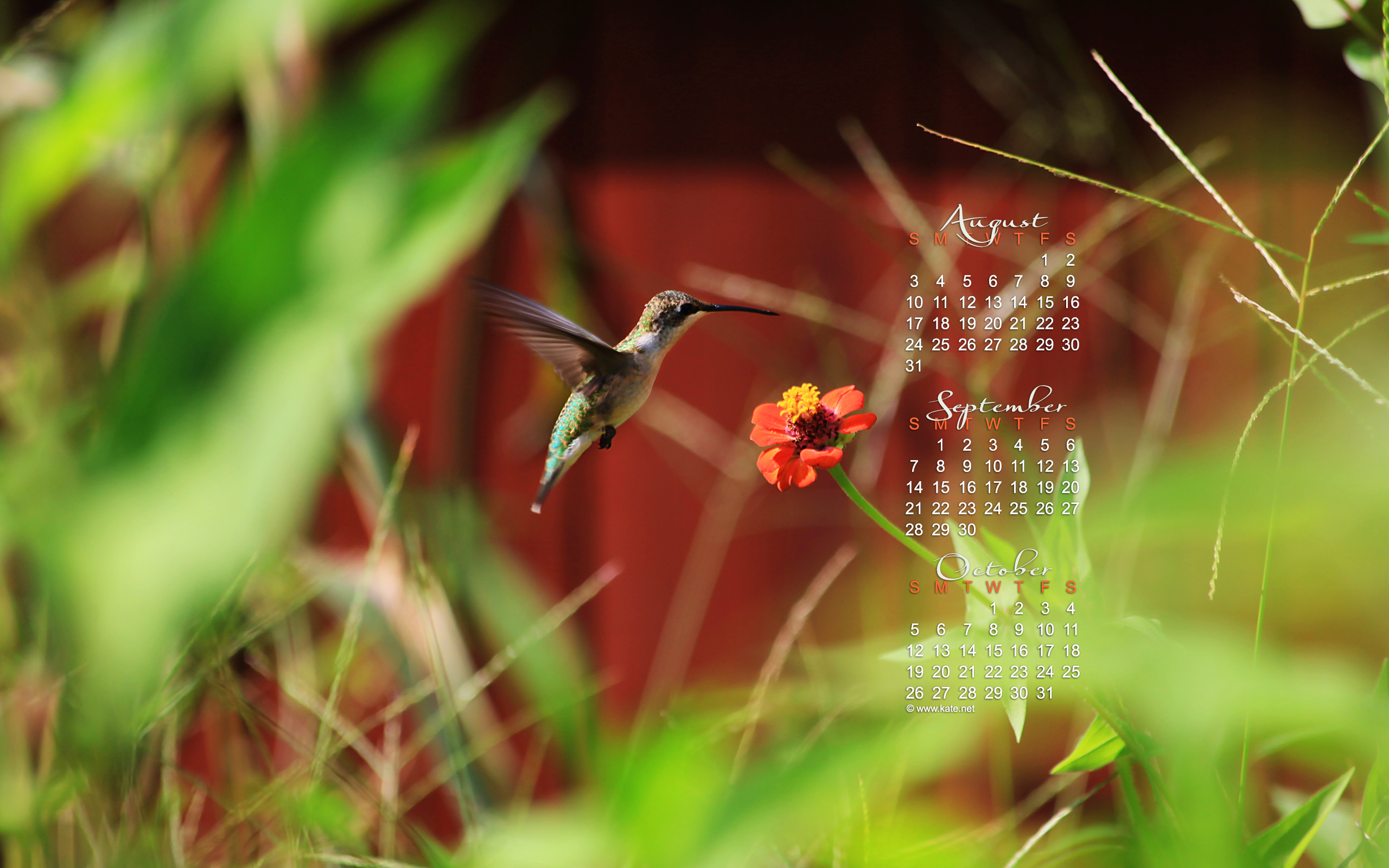 September Calendar Wallpaper Hummingbird Photo Kate