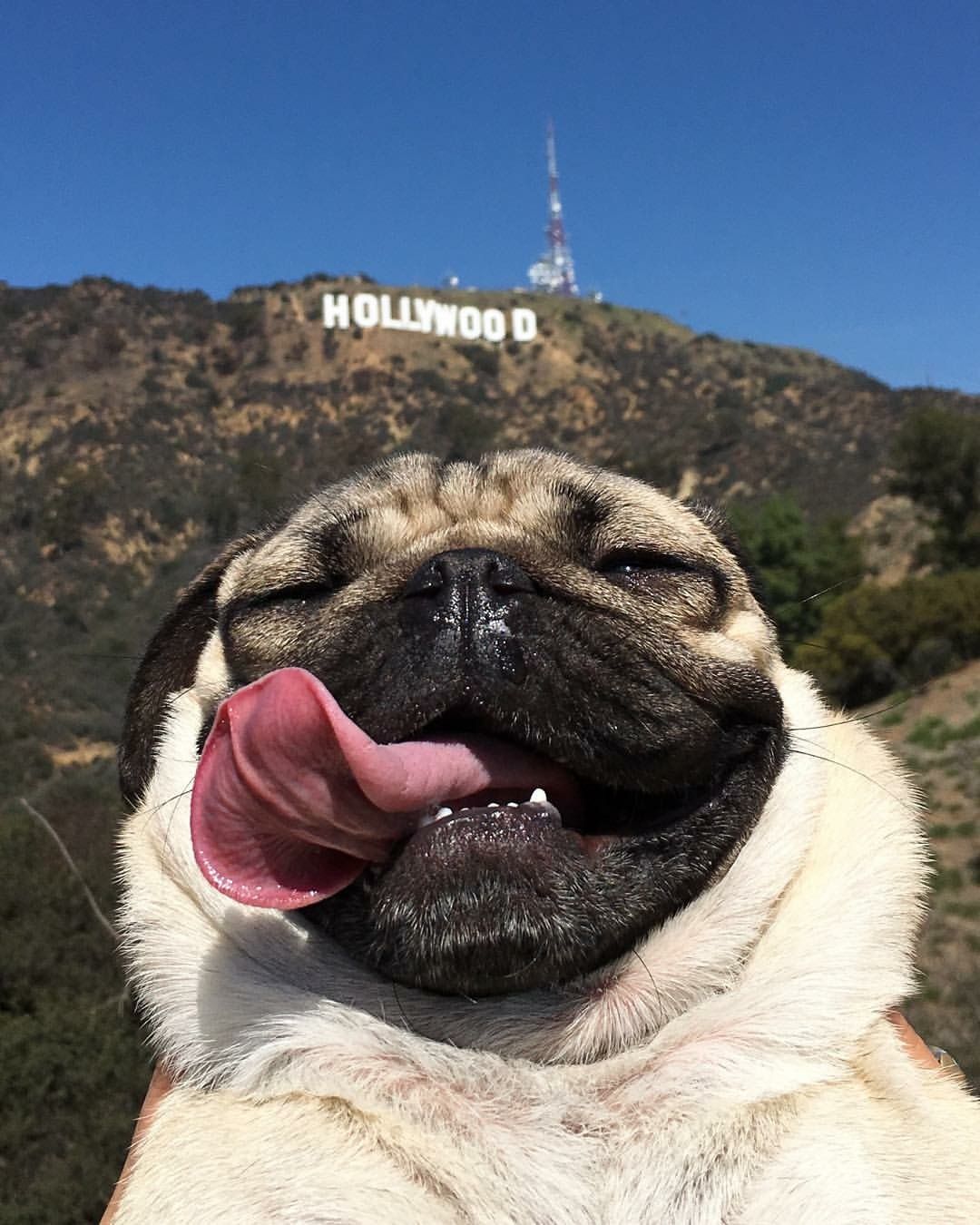 My Favourite Doug The Pug Selfie With Hollywood Sign X