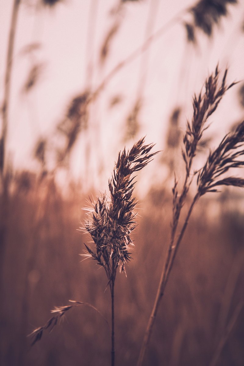 Wheat Field Image Wallpaper