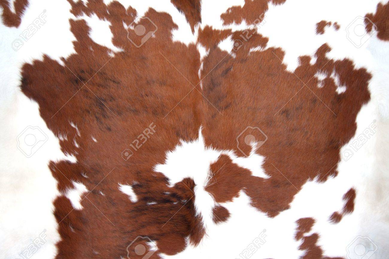 Cowhide For Use As A Background In Full Frame Stock Photo Picture