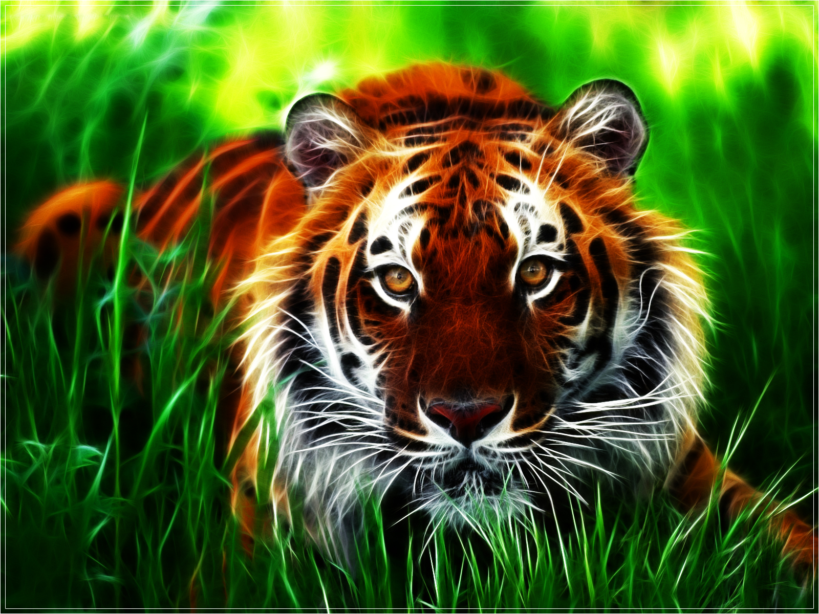 Beautiful Tigers Wallpaper On