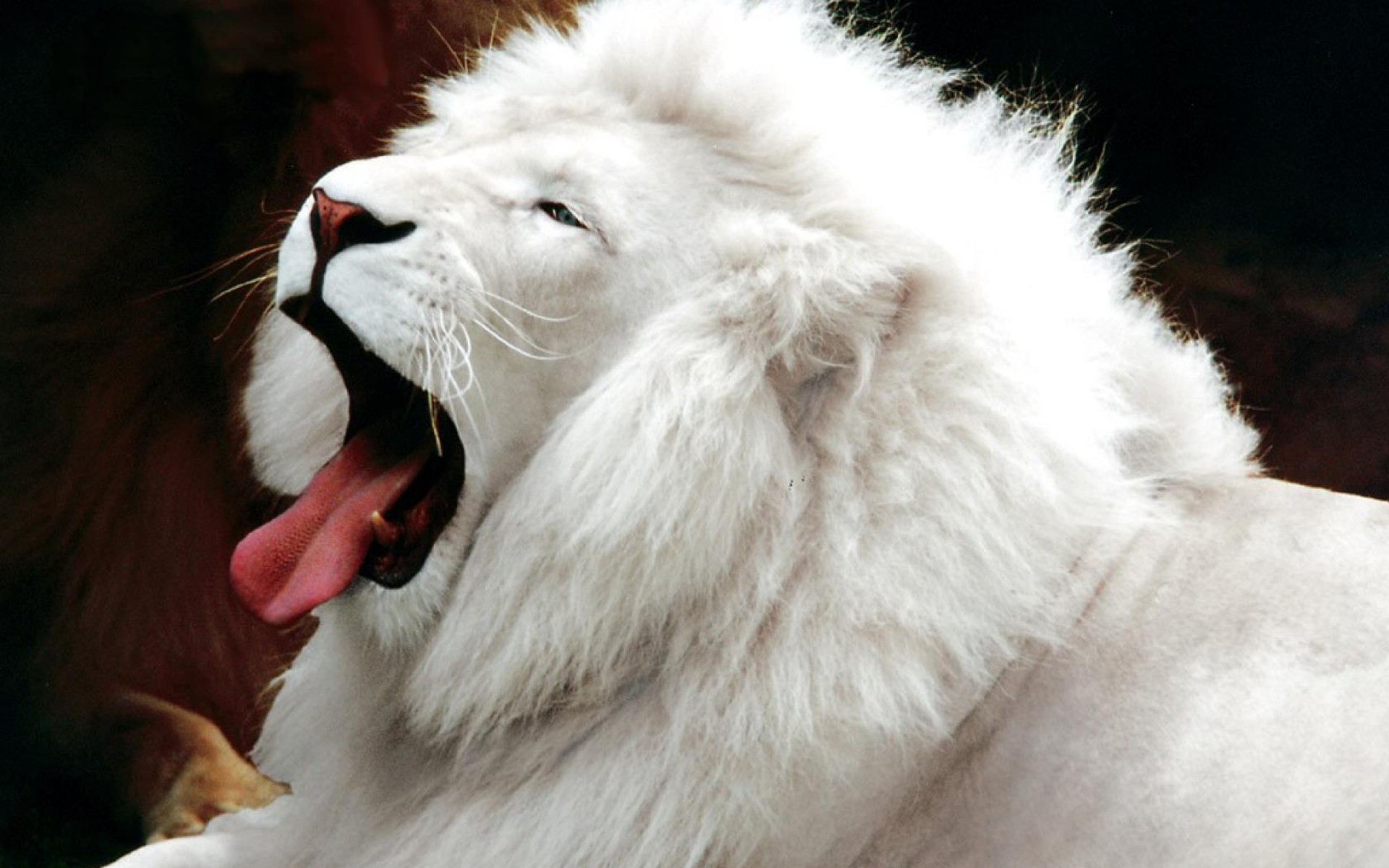 White Lion HD Full Screen Wallpaper